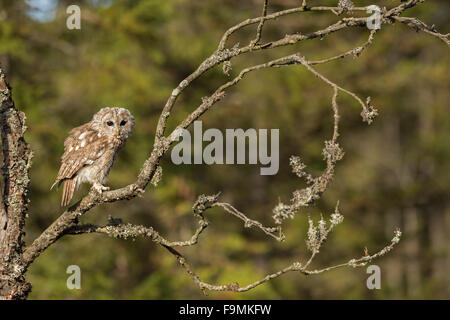 Waldkauz Chouette hulotte Strix Aluco enr / ( ) perché sur une branche d'un arbre sec, près du bord d'une forêt. Banque D'Images