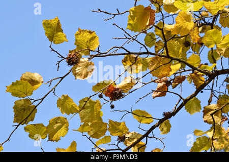 Les branches d'arbres en automne Banque D'Images