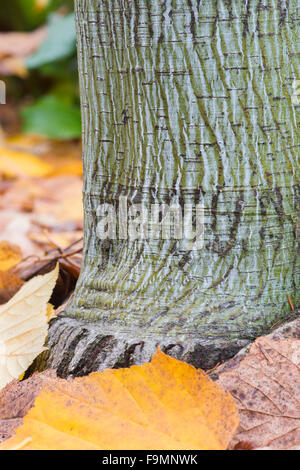 Acer tegmentosum 'Tigresse Blanche' l'écorce des arbres Banque D'Images