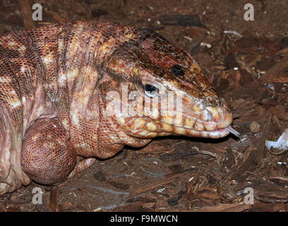 Argentin femelle rouge géant (lézard Tupinambis rufescens tégu, Salvator rufescens) effleurant sa langue fourchue Banque D'Images