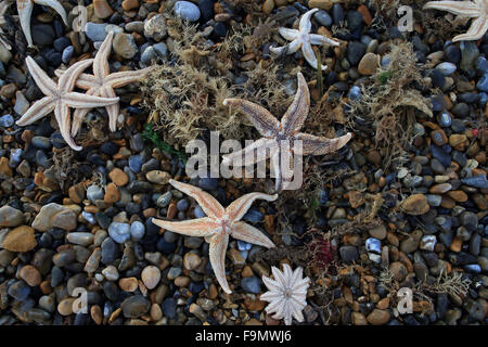 L'Étoile de mer commune (Asterias rubens) dead Banque D'Images