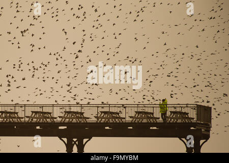 Aberystwyth, Pays de Galles, Royaume-Uni. 17 Décembre, 2015. Un immense troupeau d'étourneaux effectuer affiche spectaculaire dans l'air au-dessus d'Aberystwyth, sur la côte ouest du pays de Galles chaque soir entre octobre et mars, des dizaines de milliers d'oiseaux voler dans urmurations "énorme ; dans le ciel au-dessus de la ville avant de s'installer au perchoir pour la nuit sur les jambes de fer de fonte de la Victorian station pier. Aberystwyth est l'un des rares gîtes starling urbaine au Royaume-Uni. Credit : Keith morris/Alamy Live News Banque D'Images