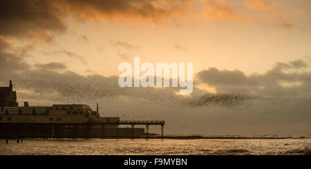 Aberystwyth, Pays de Galles, Royaume-Uni. 17 Décembre, 2015. Un immense troupeau d'étourneaux effectuer affiche spectaculaire dans l'air au-dessus d'Aberystwyth, sur la côte ouest du pays de Galles chaque soir entre octobre et mars, des dizaines de milliers d'oiseaux voler dans urmurations "énorme ; dans le ciel au-dessus de la ville avant de s'installer au perchoir pour la nuit sur les jambes de fer de fonte de la Victorian station pier. Aberystwyth est l'un des rares gîtes starling urbaine au Royaume-Uni. Credit : Keith morris/Alamy Live News Banque D'Images