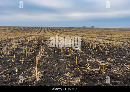 Paysage agricole avec champ de maïs récoltés en Ukraine à l'automne Banque D'Images
