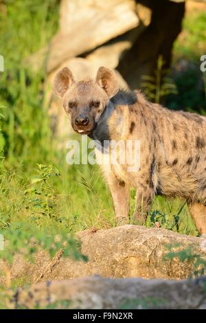 Belle hyènes (Hyaena hyaena) à sa proie Banque D'Images