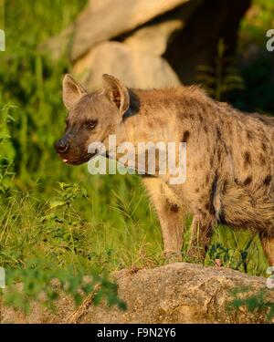 Belle hyènes (Hyaena hyaena) à sa proie Banque D'Images