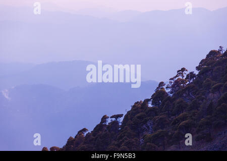 Pente de montagne couverte Tajumulco arbres devant les montagnes de lo avec brouillard Brouillard et nuages Banque D'Images