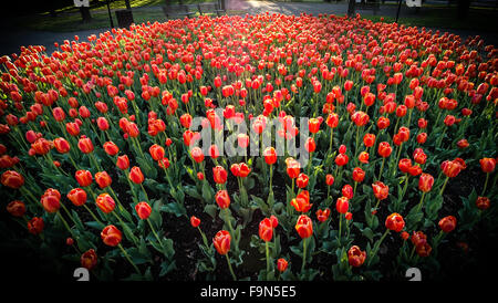 Le centre-ville de tulipes, une ville jardin parc de tulipes rouges sur la rue Rideau, Ottawa (Ontario). Banque D'Images