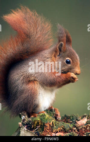 Eurasian écureuil roux (Sciurus vulgaris) en manteau d'hiver avec de grandes touffes auriculaires sur souche d'arbre de manger des noix en forêt Banque D'Images