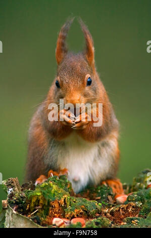 Eurasian écureuil roux (Sciurus vulgaris) mâle en manteau d'hiver avec de grandes touffes auriculaires sur souche d'arbre de manger des noix en forêt Banque D'Images