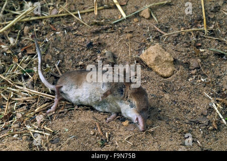 Musaraigne musaraigne commune / eurasien (Sorex araneus) gisant mort sur chemin forestier Banque D'Images