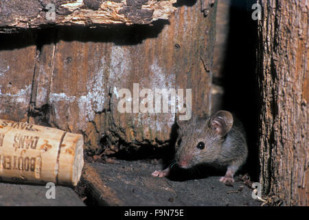 Souris domestique (Mus musculus) surgit à la fissure dans l'ancien bâtiment de nuit Banque D'Images