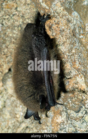 À vibrisses (Myotis mystacinus) tête en bas l'hibernation dans la grotte en hiver Banque D'Images