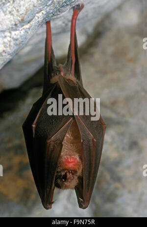 Plus grand rhinolophe (Rhinolophus ferrumequinum) l'hibernation dans la grotte en hiver Banque D'Images