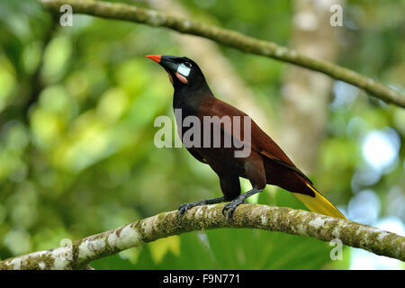Montezuma Oropendola dans Parc National de Tortuguero Costa Rica Banque D'Images