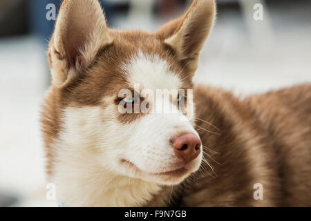 Portrait de Husky Banque D'Images