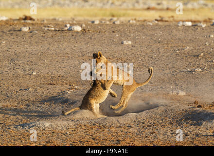 Les lions (Panthera leo), deux oursons espiègles près de waterhole, Etosha National Park, Namibie Banque D'Images
