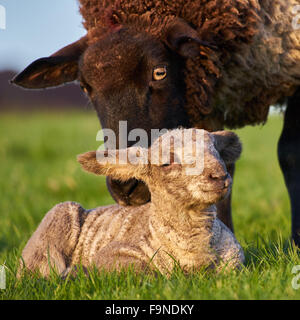Une brebis ou moutons mère avec son agneau dans la campagne de printemps Banque D'Images