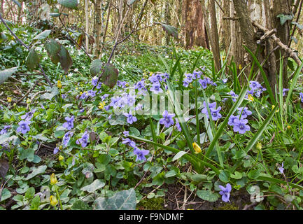 Chien commun Violette et autres fleurs sauvages constituent la flore d'une forêt dans les feuillus de Sussex weald Banque D'Images