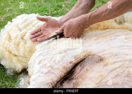 Les mains de l'homme sheaving la laine des moutons avec des ciseaux Banque D'Images