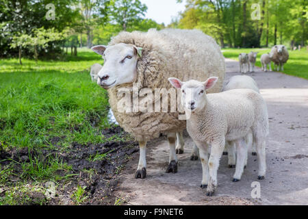 La mère Blanc mouton et agneau debout sur route dans la nature Banque D'Images