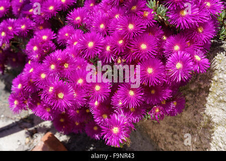 Fig Mer (Carpobrotus chilensis) en Sardaigne Banque D'Images