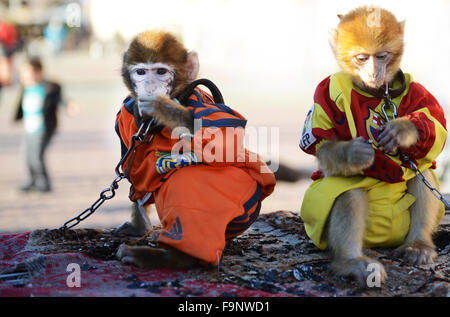 Deux Macaques de Barbarie mignon habillé avec Banque D'Images