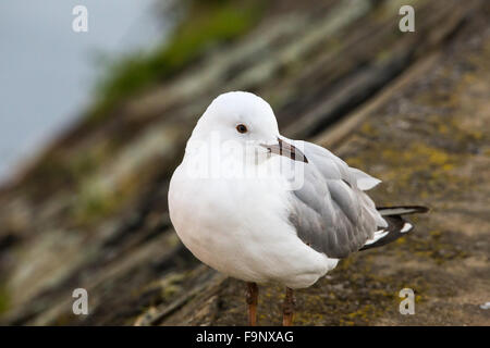 La photographie d'oiseaux d'une mouette silber au bord de la Rivière Tamar Banque D'Images