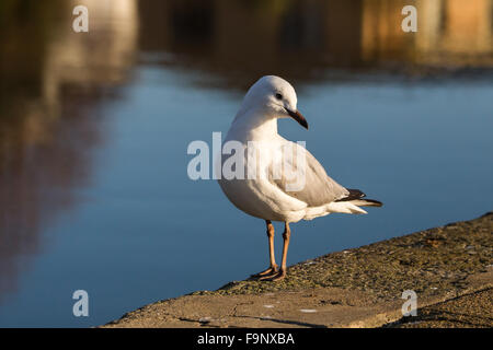 La photographie d'oiseaux d'une mouette silber au bord de la Rivière Tamar Banque D'Images