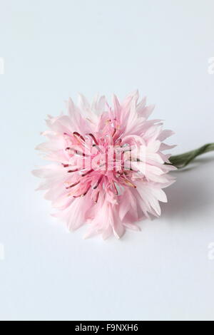 Centaurea cyanus rose ou également connu sous le nom de bleuet Banque D'Images
