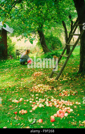 Jeune femme à country house la collecte des pommes tombées avec animal chat tigré en Suède à l'automne Banque D'Images