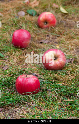 Dispersion des pommes mûres sur l'herbe dans le jardin d'automne Banque D'Images