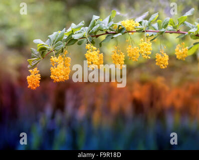 Belles fleurs jaunes photographiés close up sur fond coloré Banque D'Images