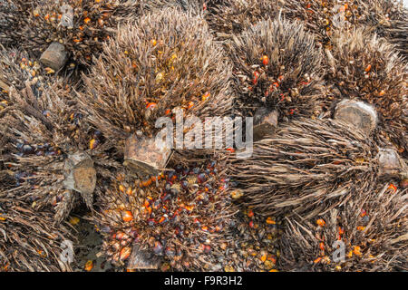 : Palmier à huile Elaeis guineensis. Sabah, Bornéo. Banque D'Images