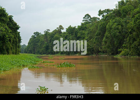 À la pollution causée par la rivière : palmier à huile (Elaeis guineensis) plantation. La rivière Kinabatangan, Sabah, Bornéo Banque D'Images