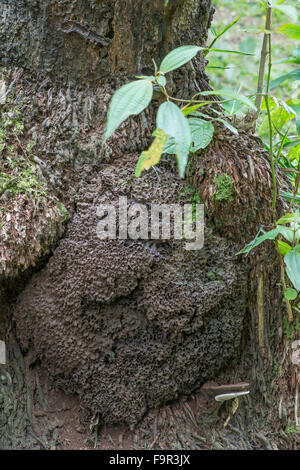 Termitière à la base de l'arbre, la Barbade. Banque D'Images