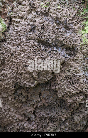 Termitière, la Barbade. Banque D'Images