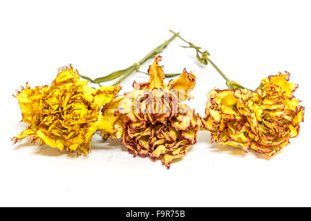 Trois œillets colorés préservé isolé sur fond blanc Banque D'Images