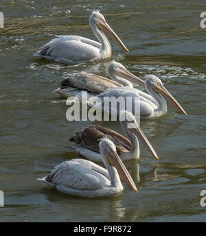 Les pélicans dalmates Pelecanus crispus, alimentant à l'exutoire de la rivière, le lac Kerkini, Grèce du Nord. Banque D'Images