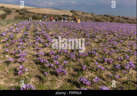 La production de safran dans la saison de récolte, près de Kozani, Grèce Banque D'Images