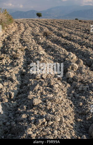 Champ arable labourée au safran, Krokus près de Kozani, Grèce du Nord. Banque D'Images