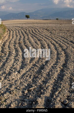 Champ arable labourée au safran, Krokus près de Kozani, Grèce du Nord. Banque D'Images