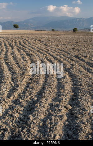 Champ arable labourée au safran, Krokus près de Kozani, Grèce du Nord. Banque D'Images