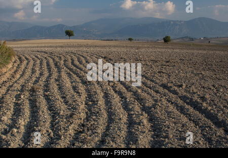 Champ arable labourée au safran, Krokus près de Kozani, Grèce du Nord. Banque D'Images