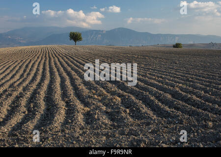 Champ arable labourée au safran, Krokus près de Kozani, Grèce du Nord. Banque D'Images