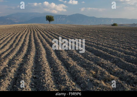 Champ arable labourée au safran, Krokus près de Kozani, Grèce du Nord. Banque D'Images