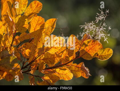 Bush de fumée, Prunus serrula en automne avec les feuilles colorées et les fruits en développement. La Grèce. Banque D'Images