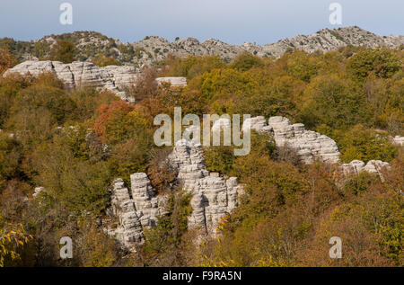 Calcaire érodé pinnacles dans un bois à Oxia, au-dessus de la gorge de Vikos, Épire, Zagori, Grèce. Banque D'Images