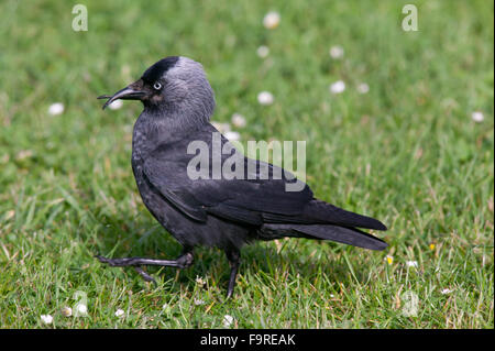 Le western jackdaw (Corvus monedula) avec bec mal formé Banque D'Images