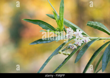 Gomphocarpus physocarpus. Coton ballons fleurs bush Banque D'Images